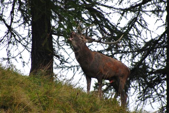 PASSIONE PER IL CERVO